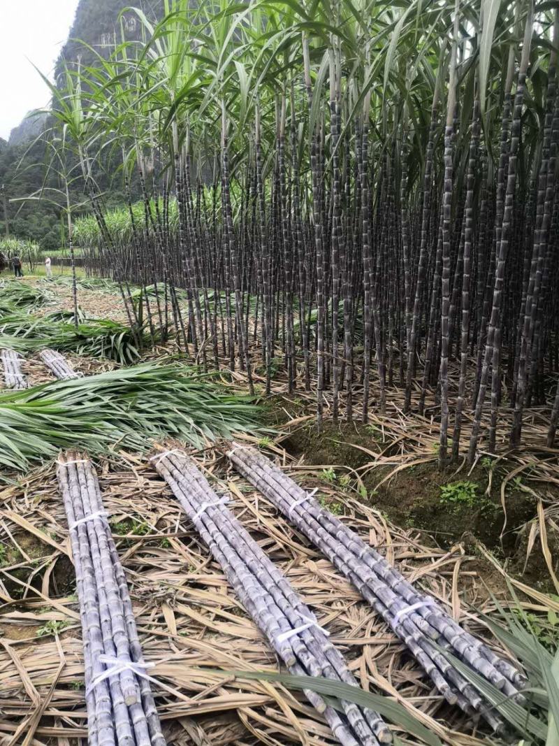 黑白直播-云南普洱主场不敌广西崇左，遭遇连败的简单介绍
