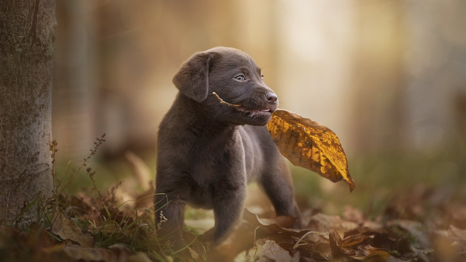火力全开！厄瓜多尔压制切尔西，罗德里关键先生定乾坤