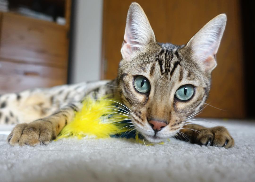 黑白直播nba在线观看-猛龙力克尼克斯，东契奇38+12+9统治加时