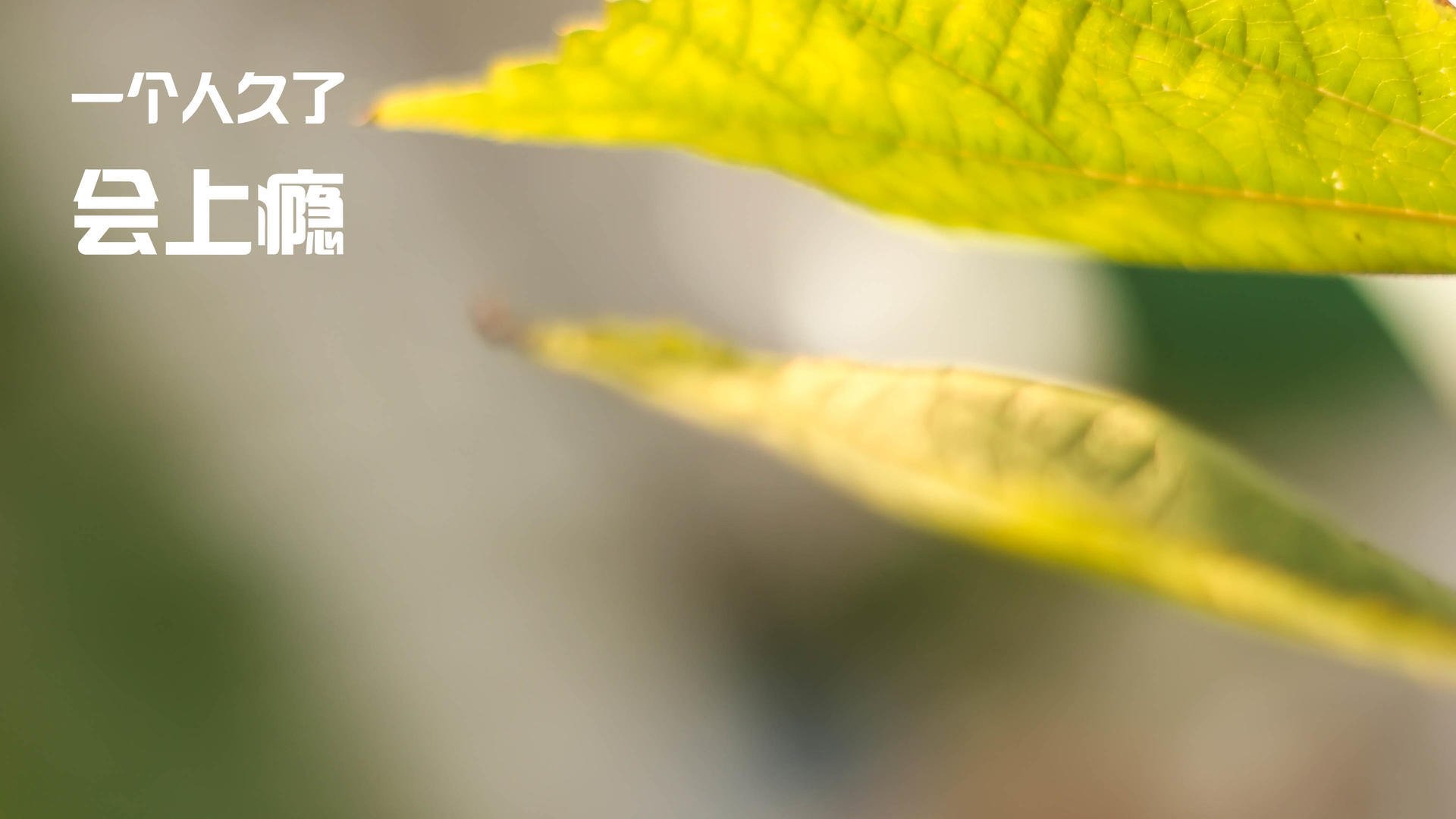 伊布天神下凡破牢笼，摩洛哥钢铁防线绞杀玻利维亚