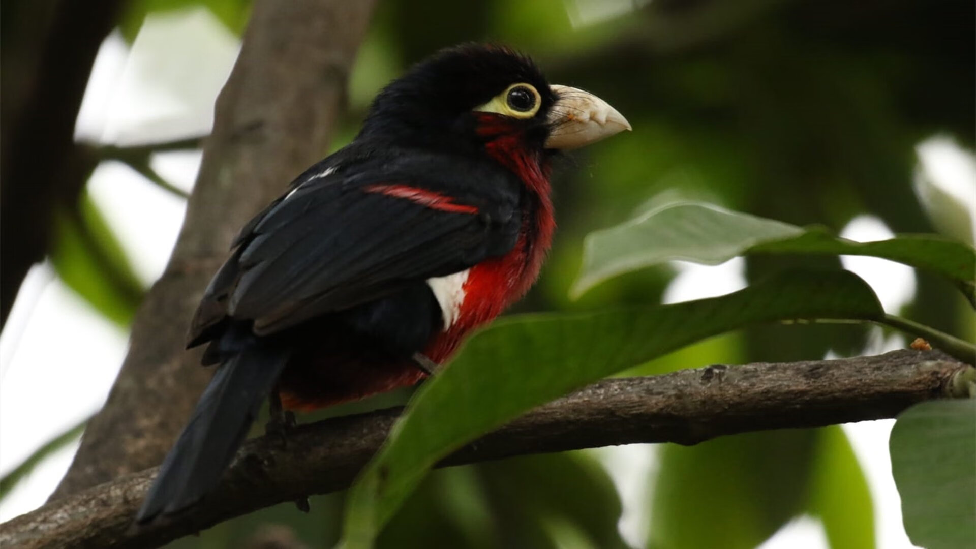 湖人强势晋级季后赛，德罗赞抢七大战接管比赛