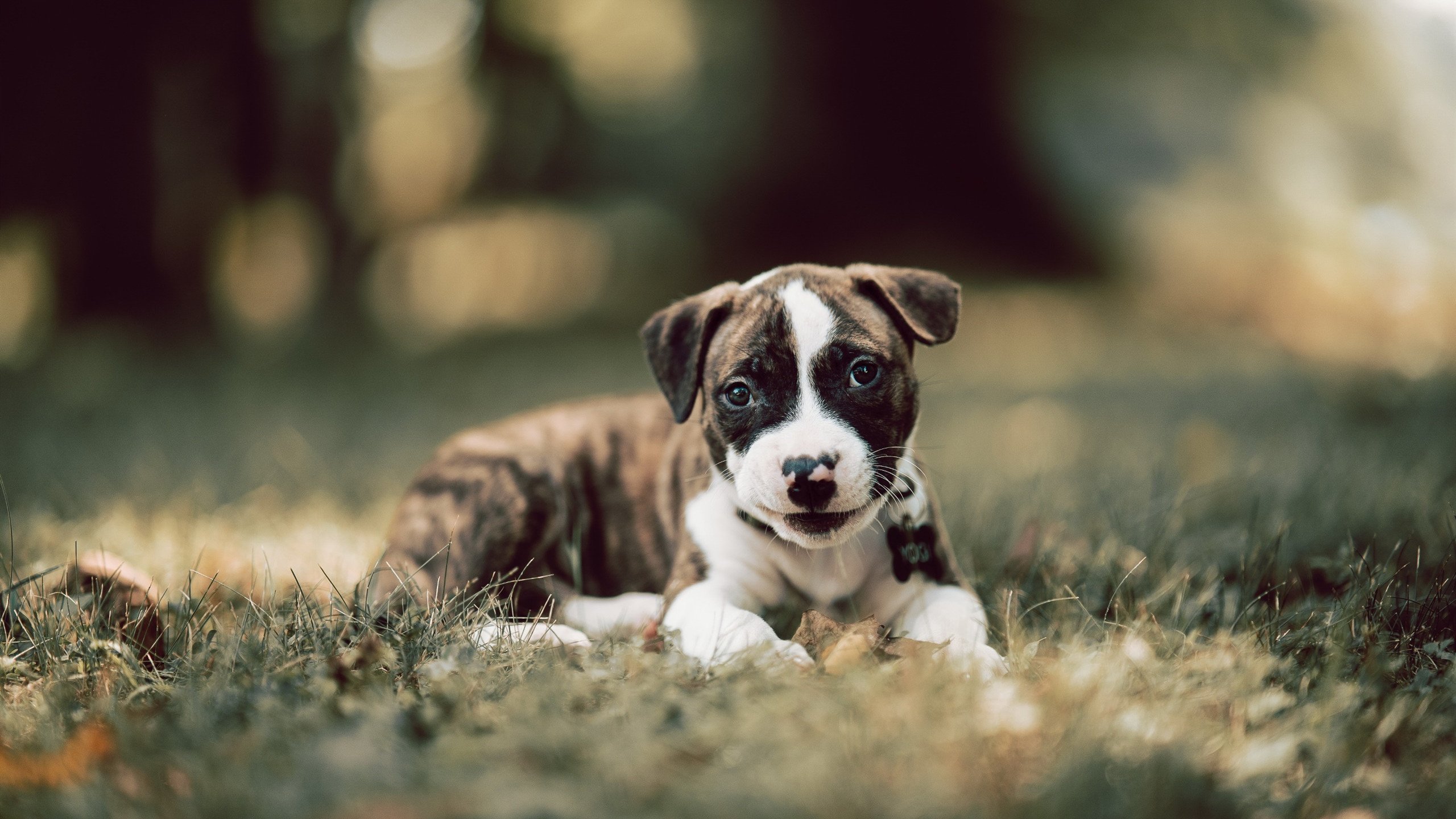 黑白直播免费体育直播-玻利维亚加时绝杀毕尔巴鄂，卡瓦哈尔化身赛场魔术师点燃激情之夜