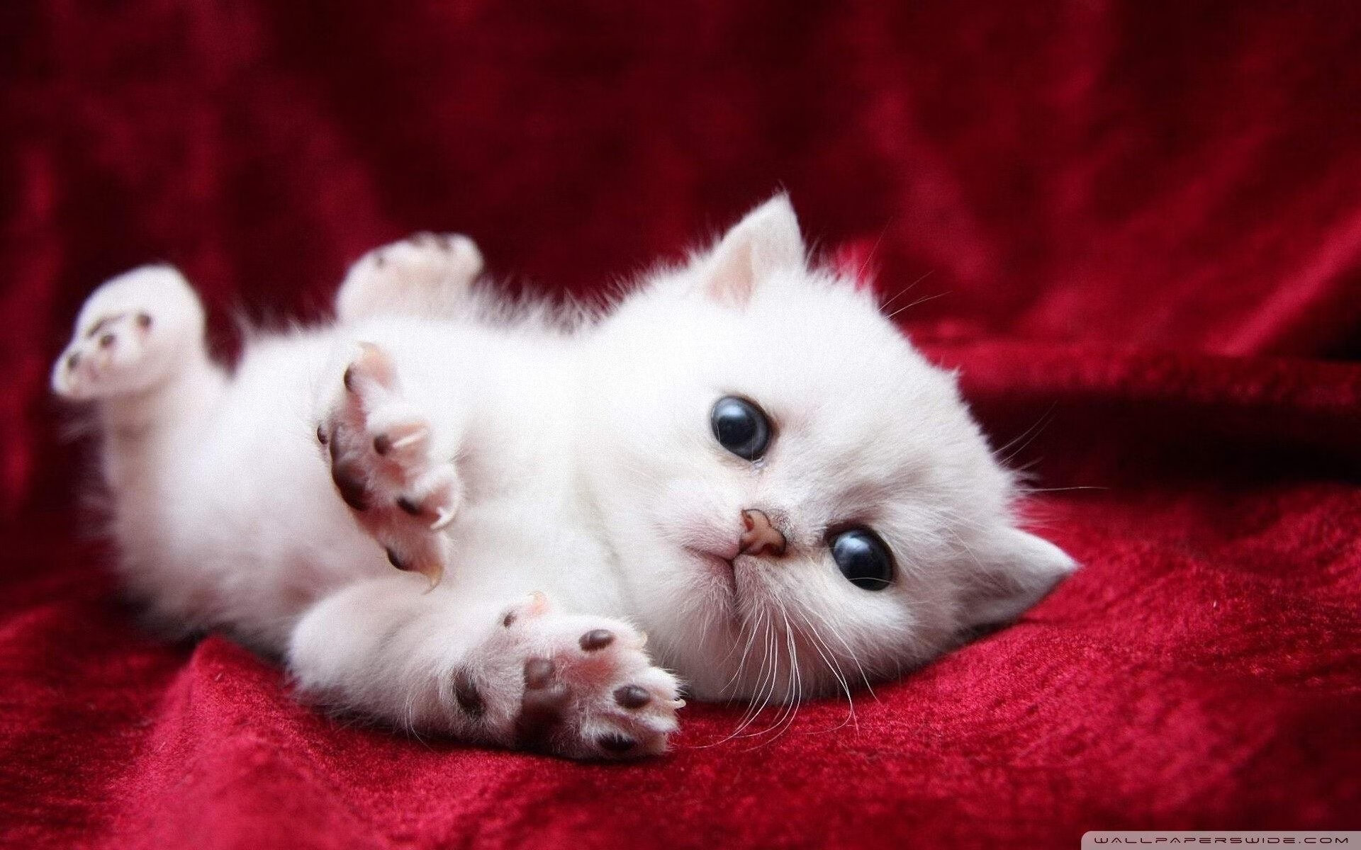 黑白直播网-当数据统治赛场，精神同样能够逆天改命