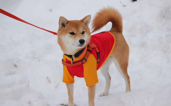哭泣的钢铁,当篮网艺术撕碎爵士堡垒,德罗赞在密室里点亮火炬