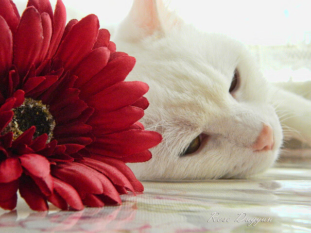 黑白直播nba在线观看-东方夜空闪耀巴西之星，马丁内利沙特之地打出生涯代表作