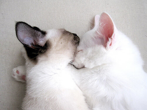 黑白直播-亚洲之光闪耀欧洲之巅，富安健洋的封神之夜