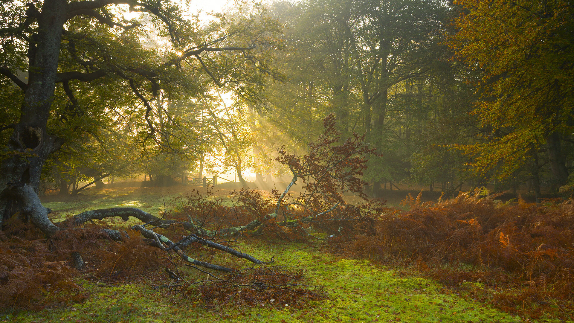 黑白直播在线观看nba-跨界宿命，当凯尔特人的一波流遇见英超的拉文时刻