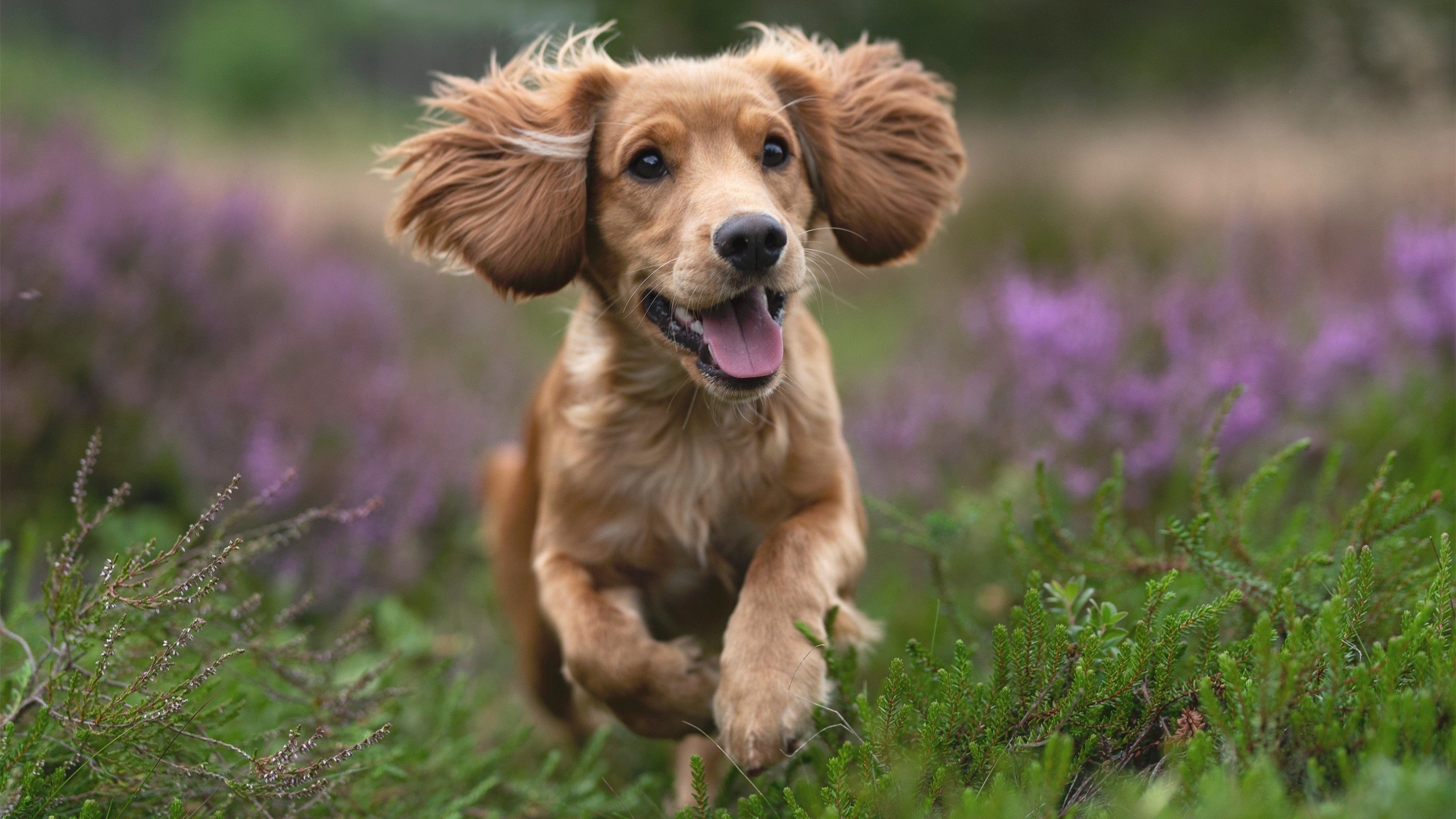 防守决定胜负,戈贝尔统治内线,雄鹿封锁鹈鹕