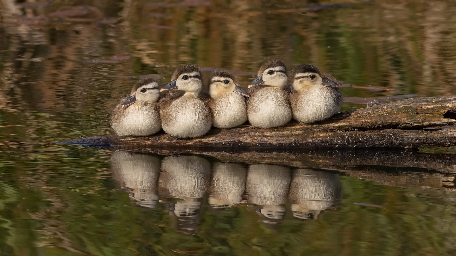 老骥伏枥!苏亚雷斯关键时刻拯救厄瓜多尔