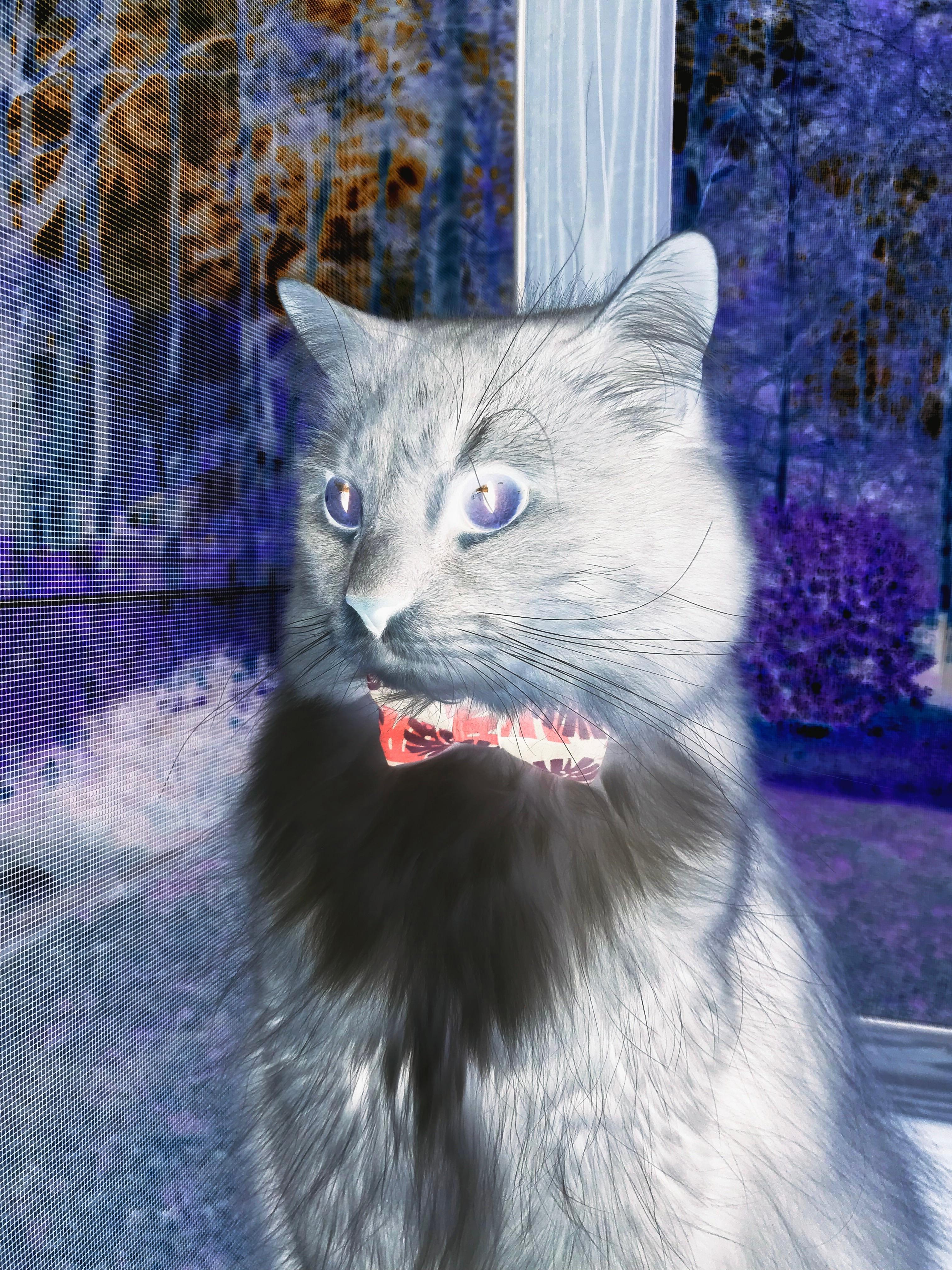 久保建英末节定乾坤,巴黎圣日耳曼客场逆转佛罗伦萨