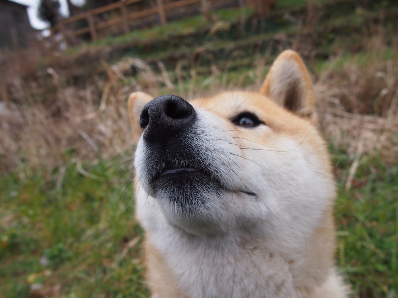 巴格达的晚霞，2026世界杯F组，吉鲁老骥伏枥，西班牙险胜伊拉克
